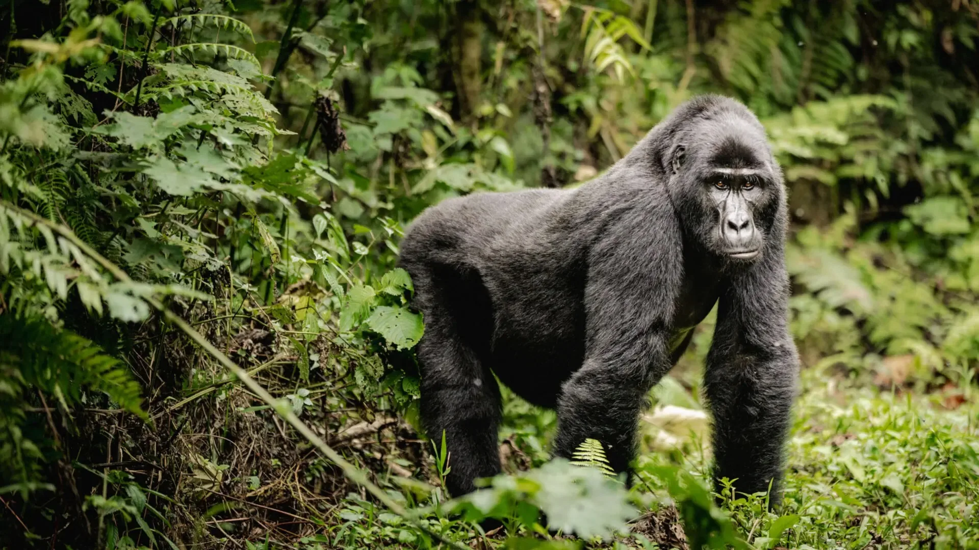 Uganda