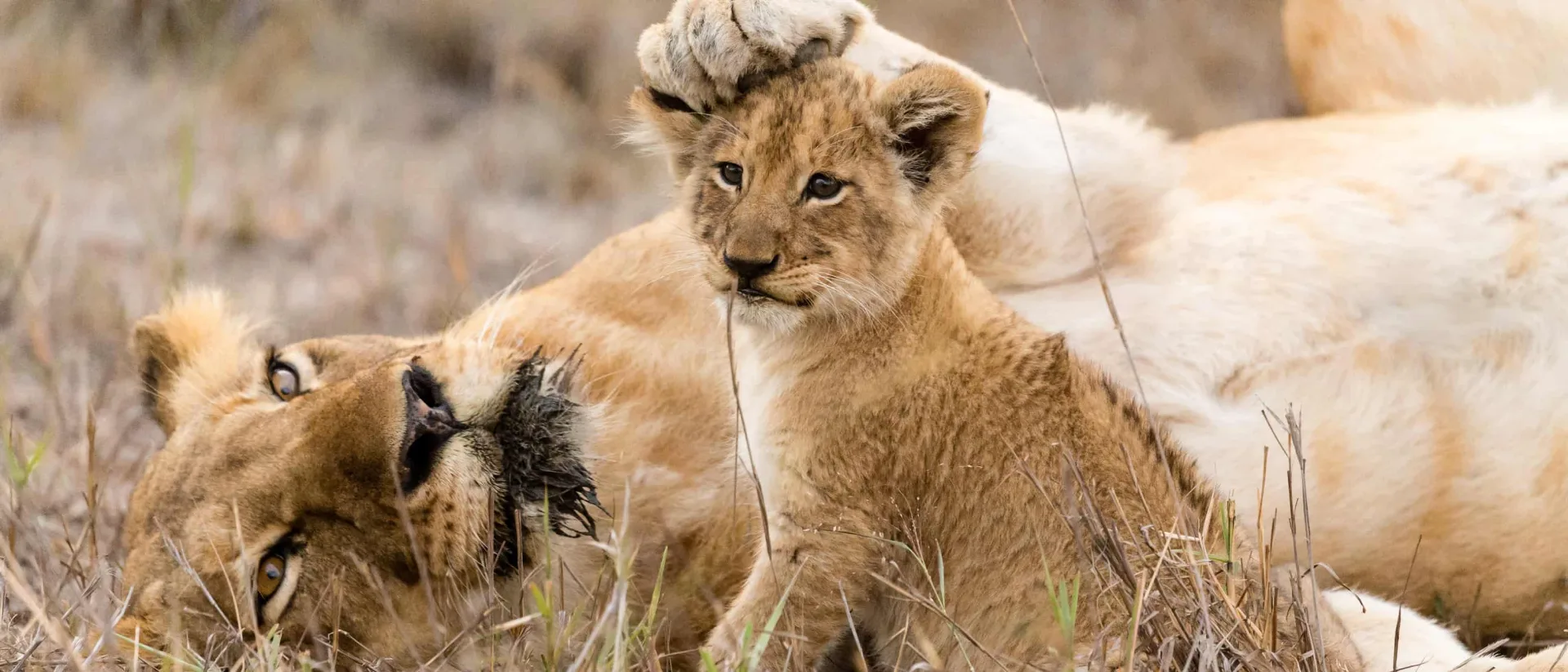 South Africa