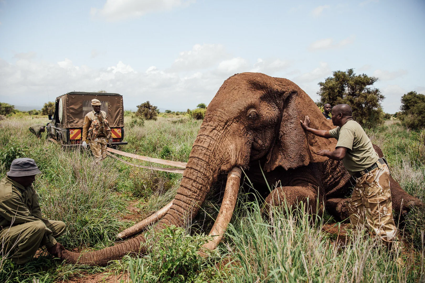 David Sheldrick Wildlife Trust