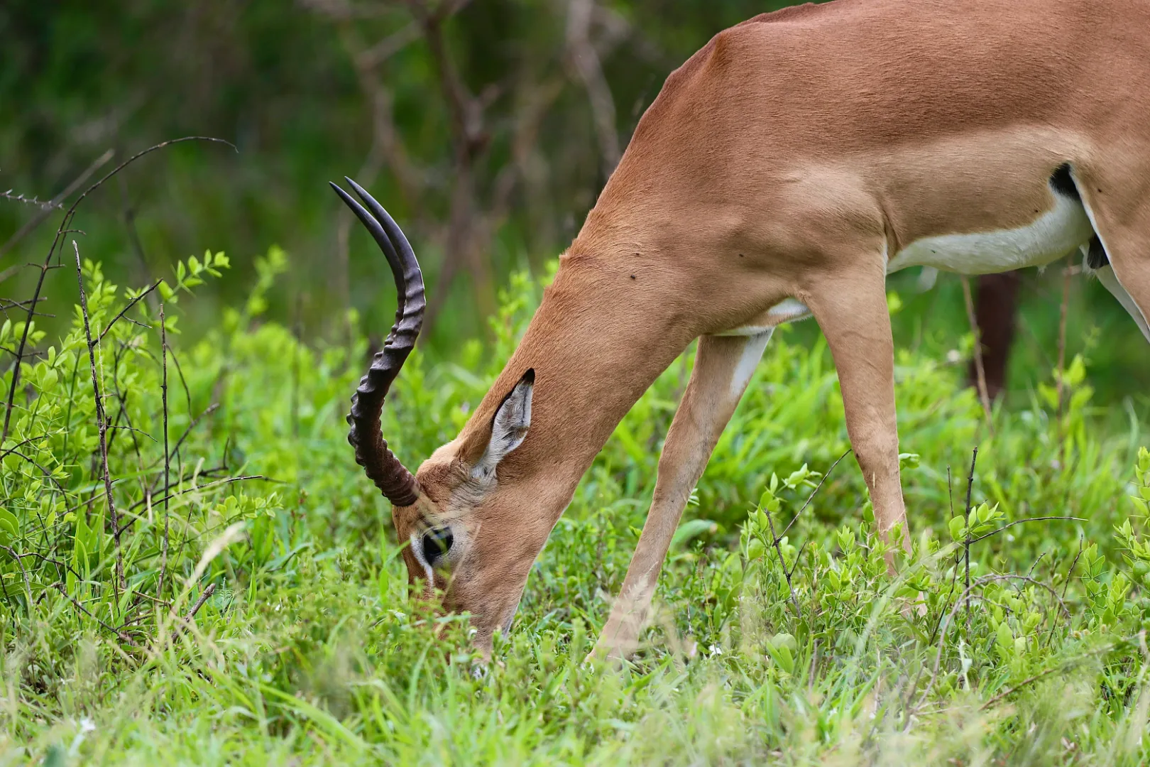 Ivory Burning Site & Impala Observation Point