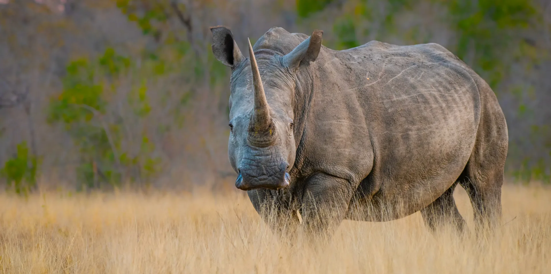 Meru Rhino Sanctuary
