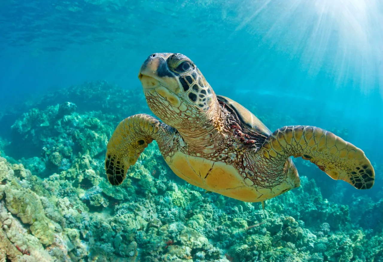 Watamu Marine National Park