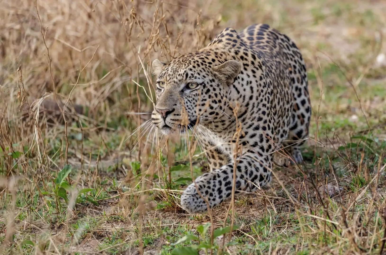 Madikwe & Pilanesberg