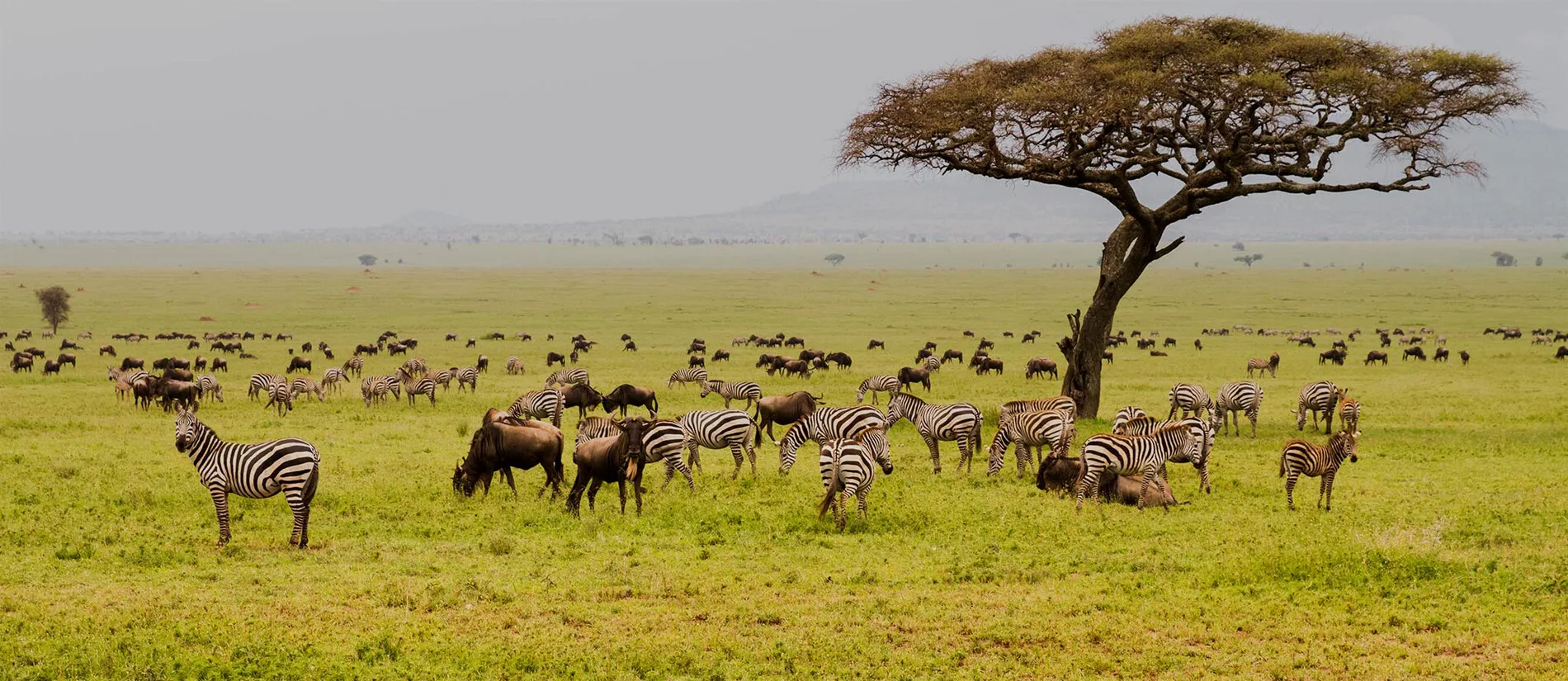 field with zebras and blue wildebeest 192248950.ed7d5949