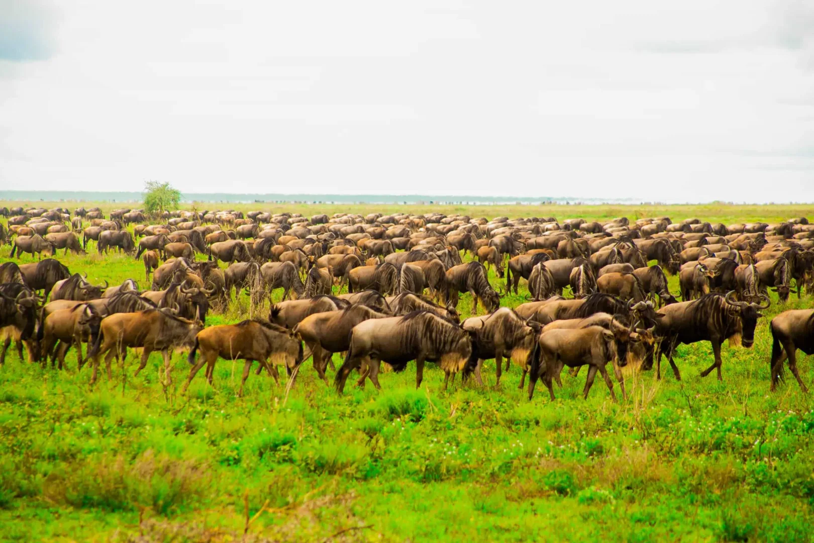 Central Serengeti / Seronera