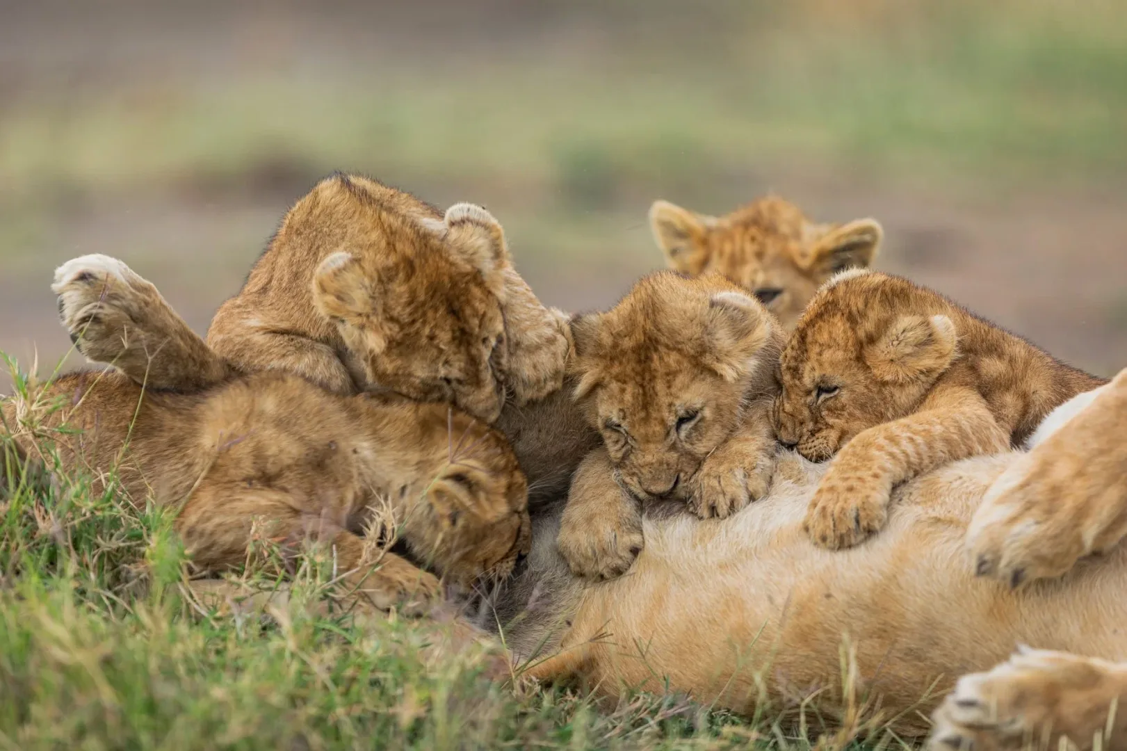 Southern Serengeti (Ndutu)