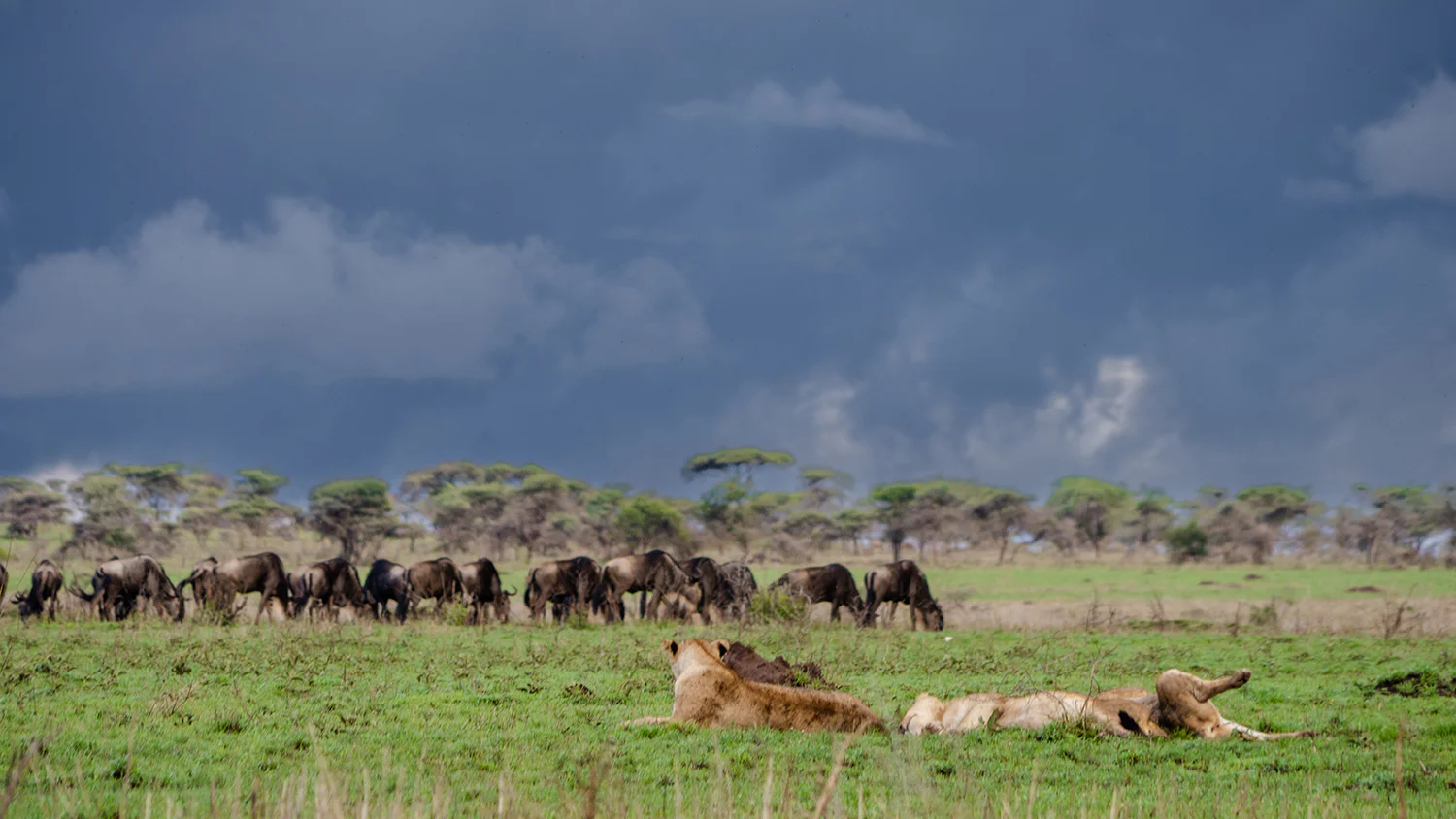 Serengeti plains and wildlife