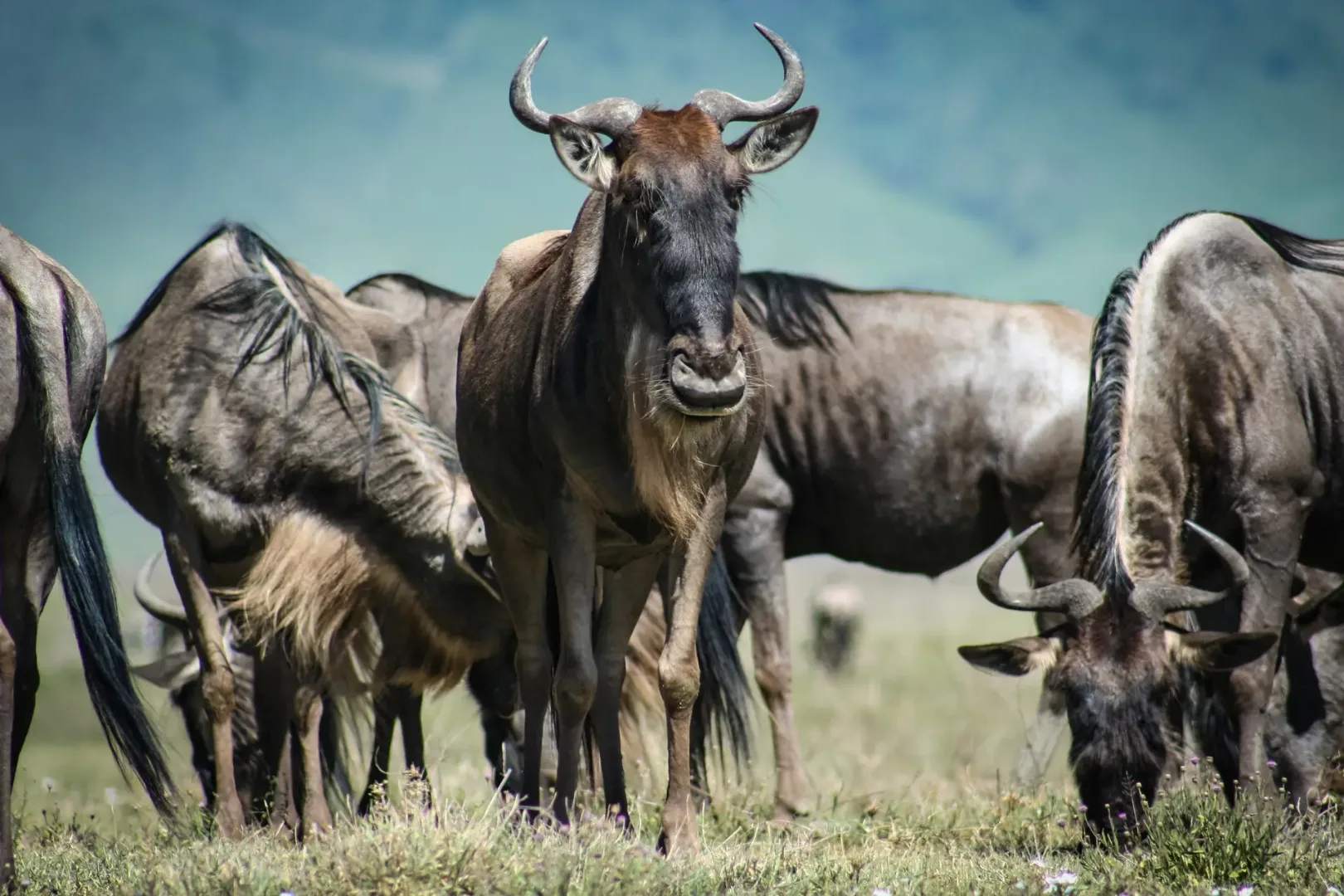 Southern Serengeti & Ndutu Plains