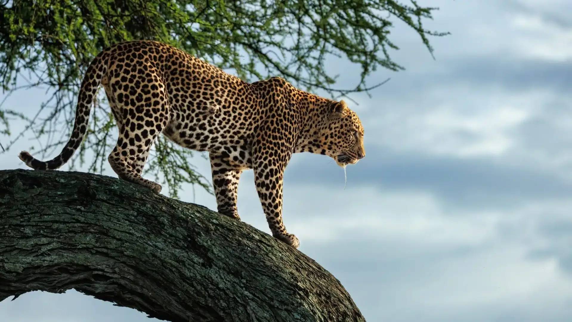 Central Serengeti & Seronera Valley