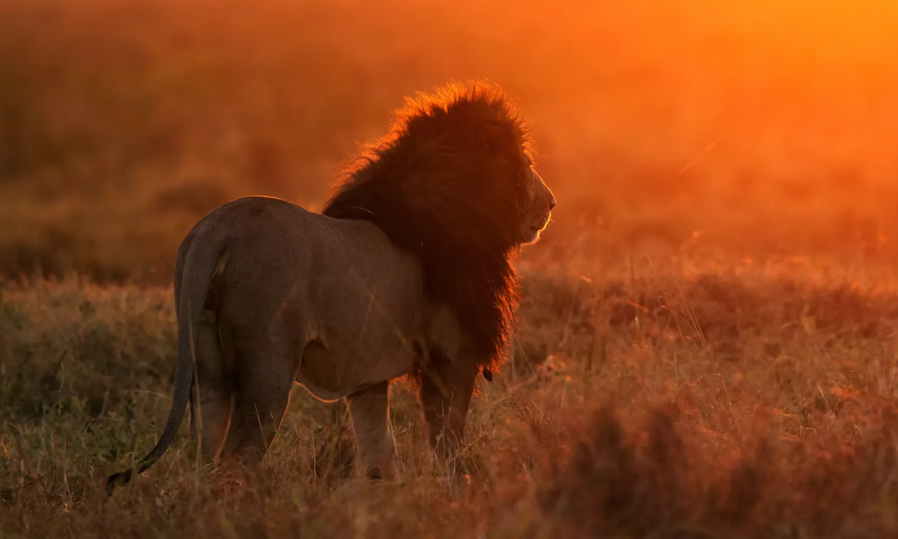 Kenya safari landscape 1