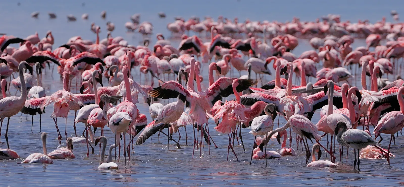 Lesser flamingos Phoenicopterus minor Lake Nakuru National Park Africa