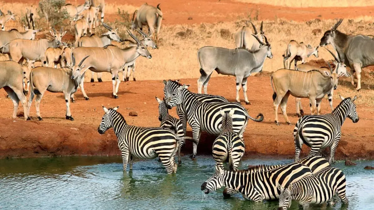 Tsavo National Parks Kenya 1200x675