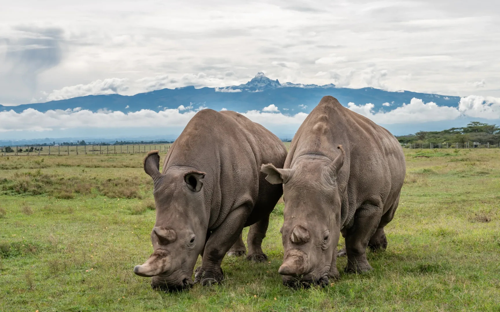 Kenya Wildlife Adventure & Beach Safari