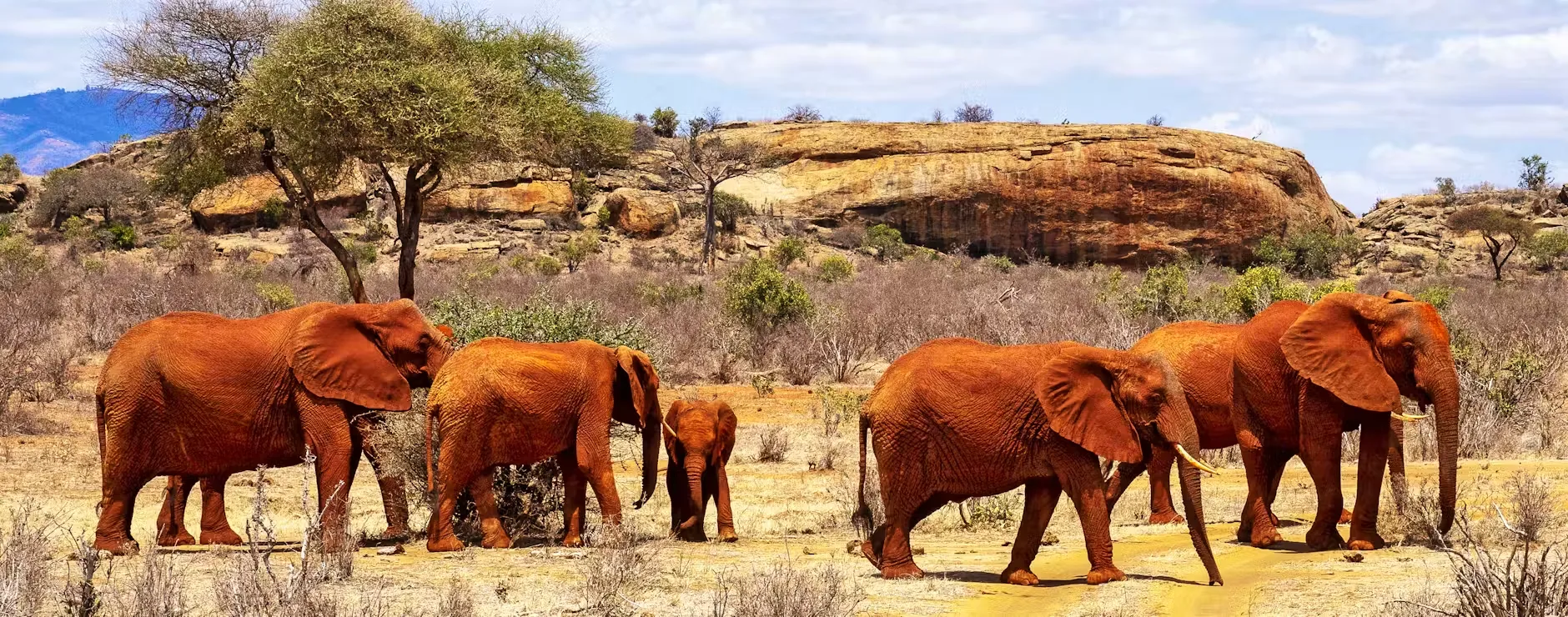 Tsavo Elephants Banner