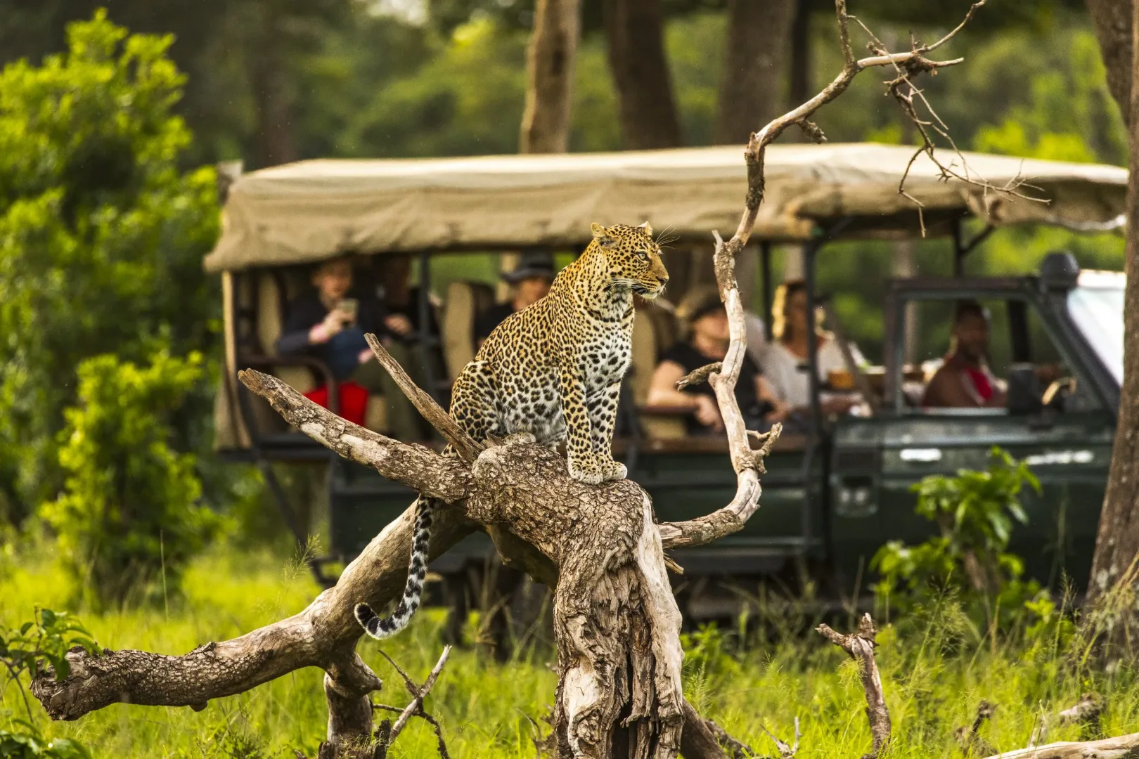 Roaming the Masai Mara