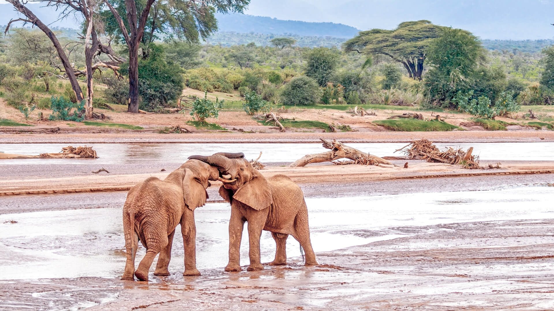Kenya Once in a Lifetime Safari