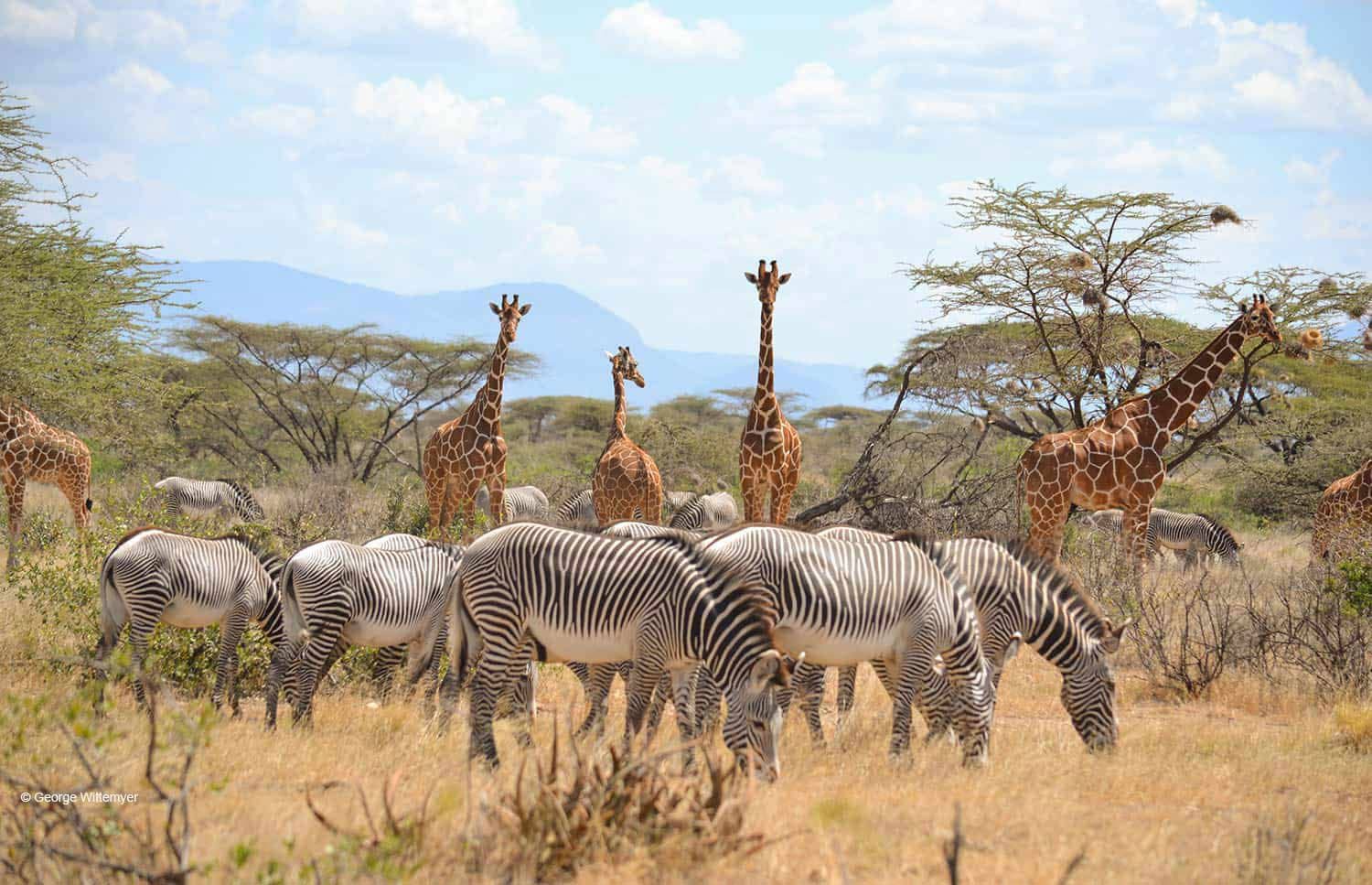 Kenya safari landscape 5