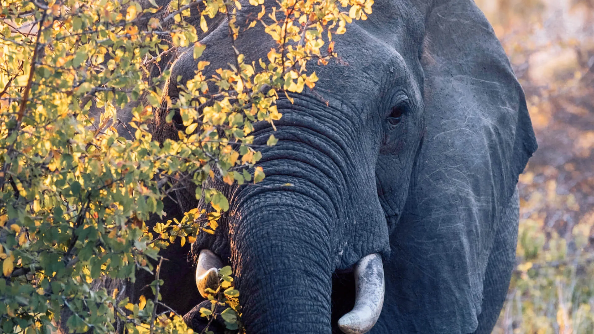 Tanzania Grand Safari