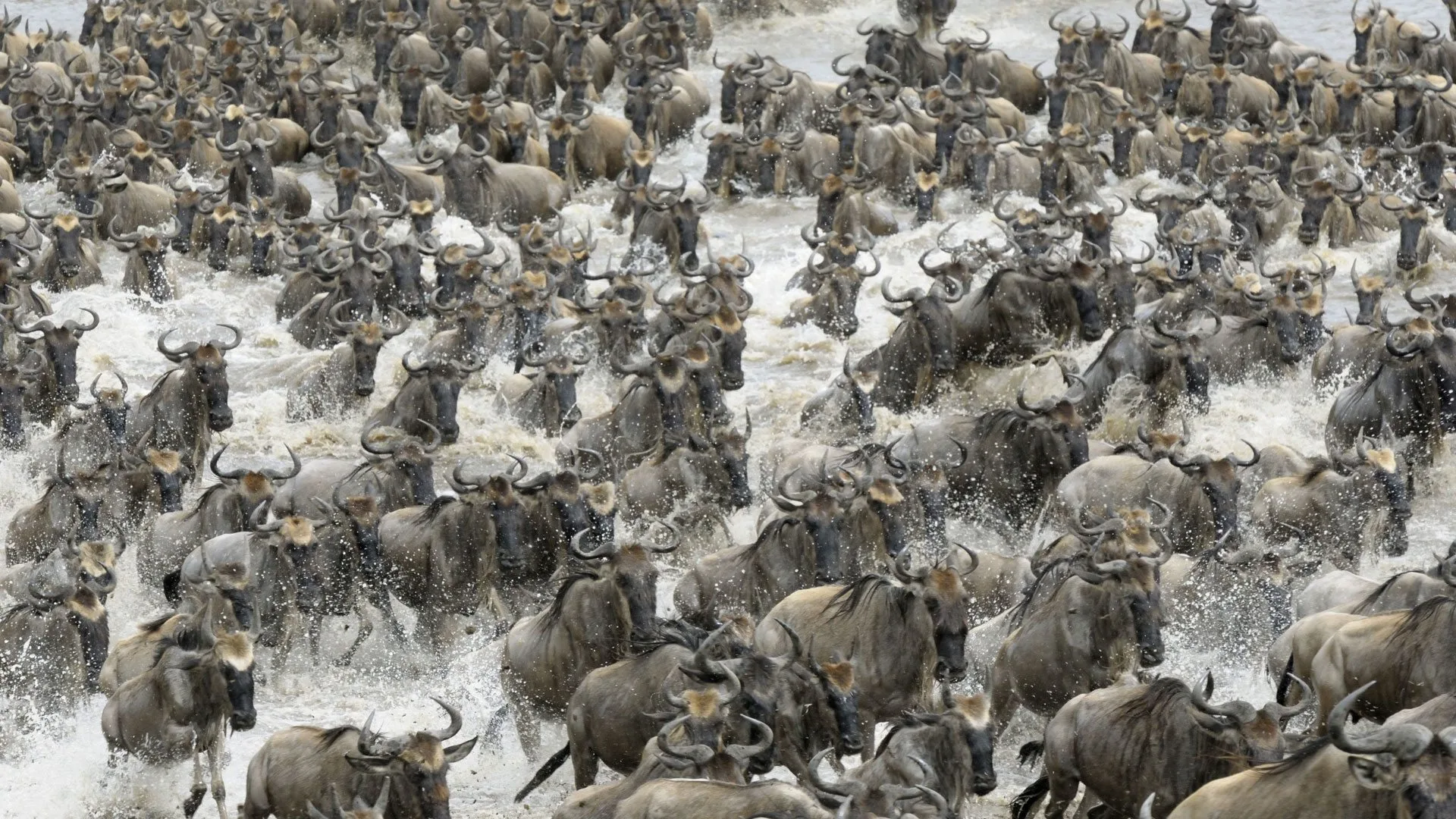 Serengeti Migration Safari