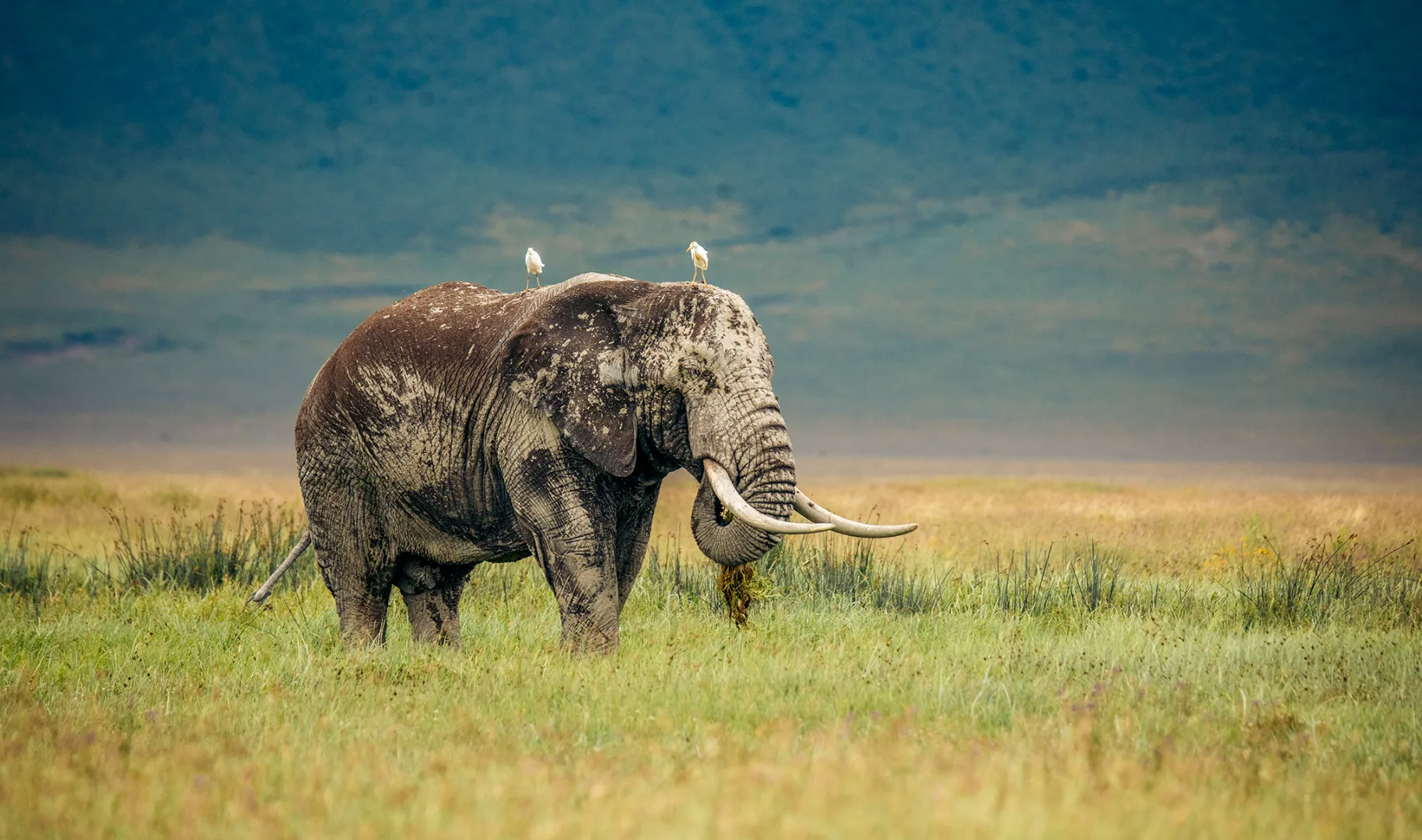 Budget Camping Safari