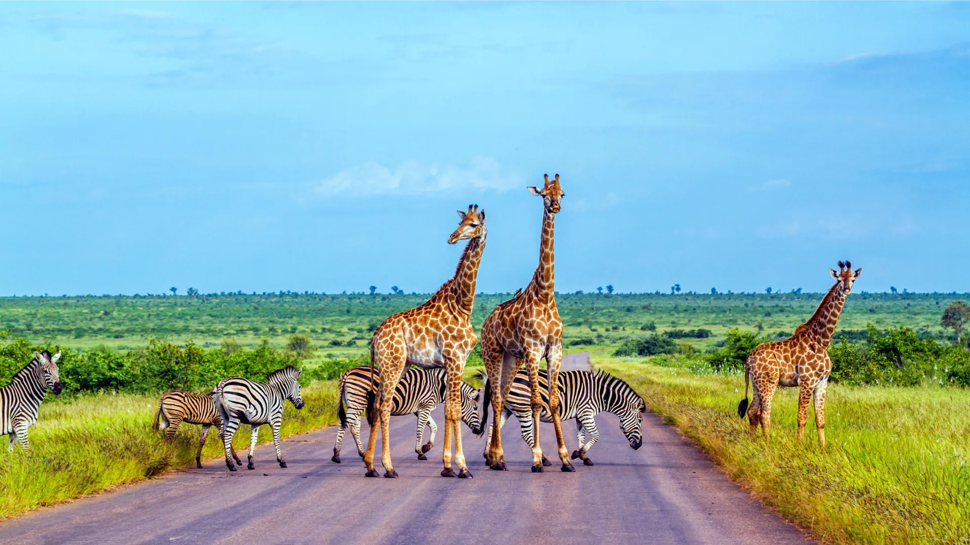 Kruger & Sabi Sand Luxury