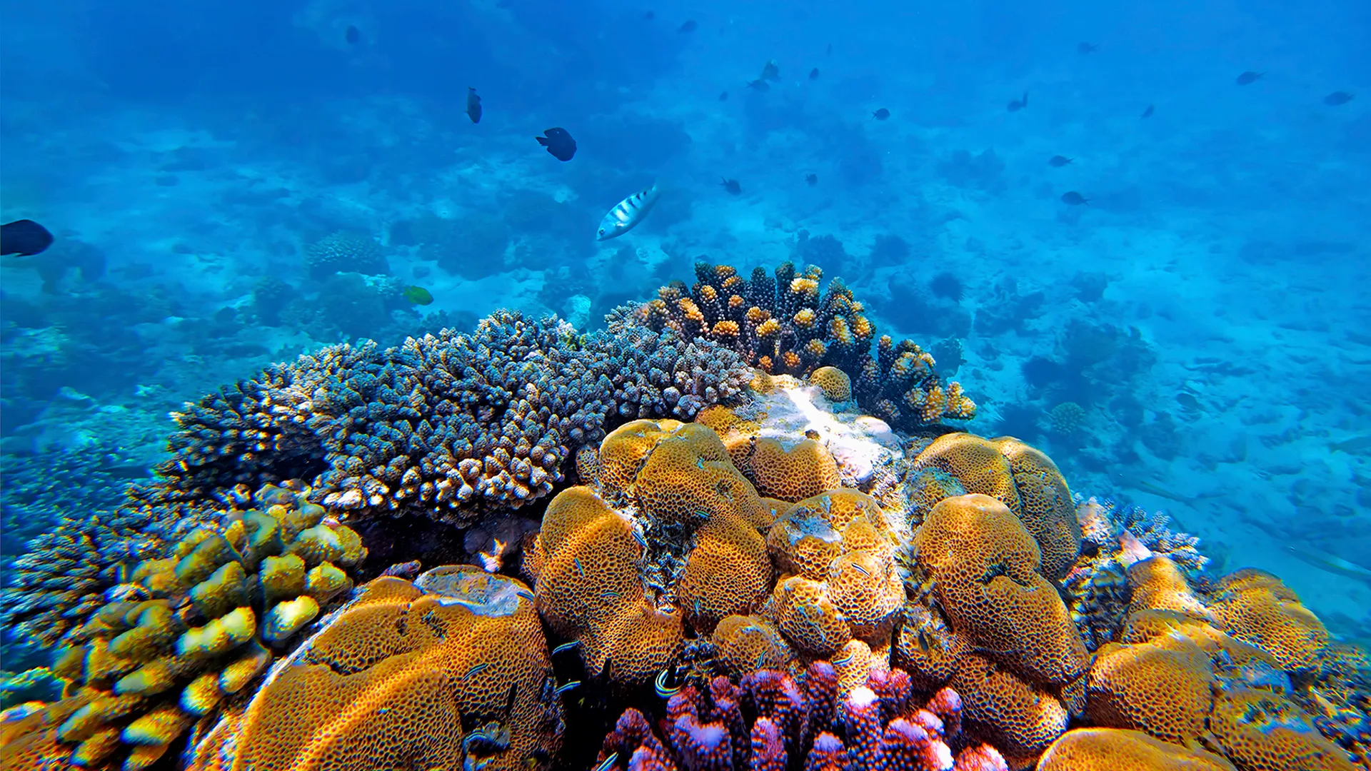 Premium Mnemba Atoll Snorkeling