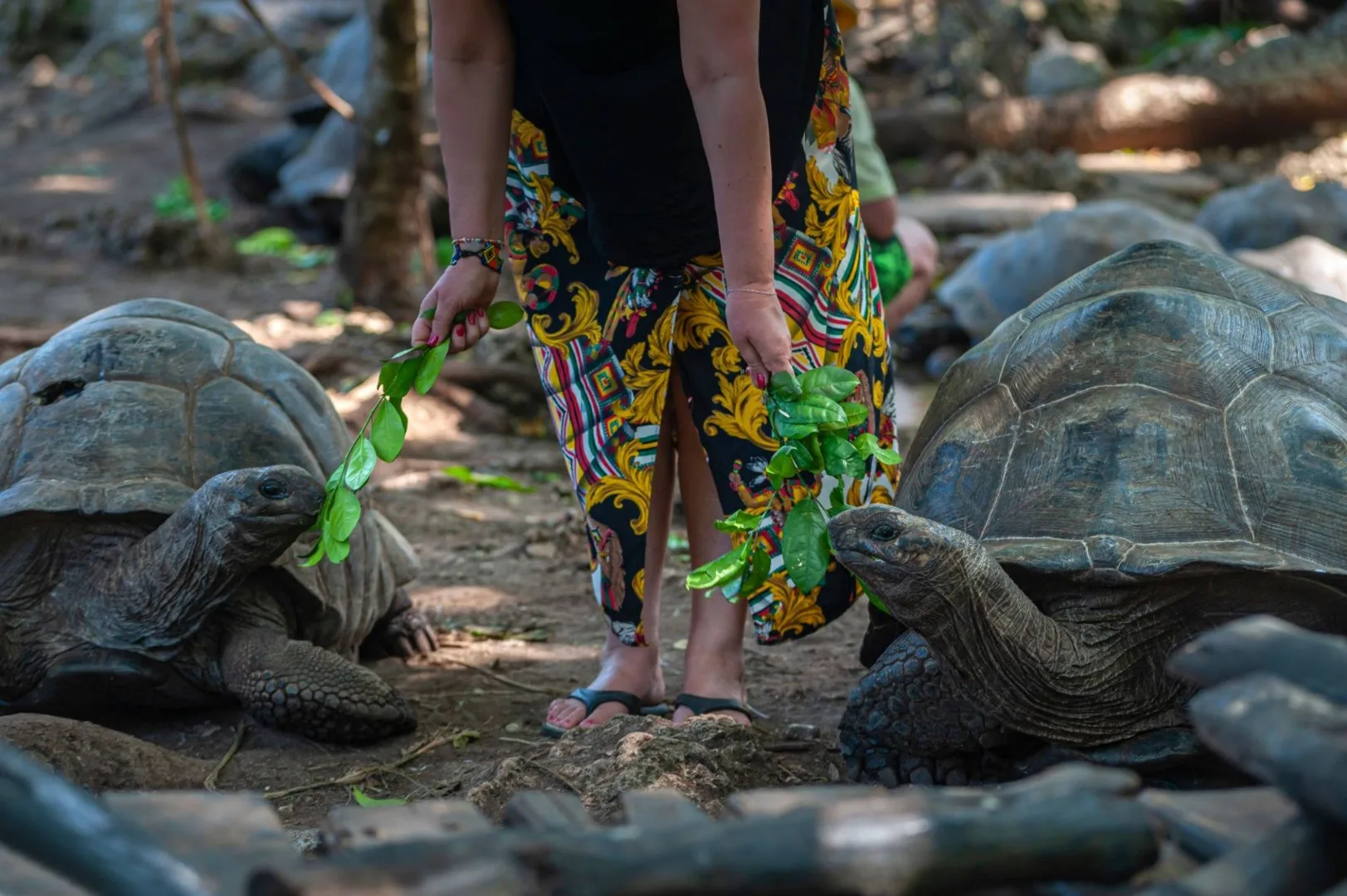 Prison Island & Giant Tortoises