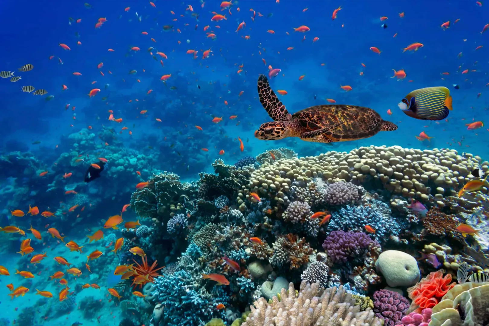 Mnemba Atoll Snorkeling