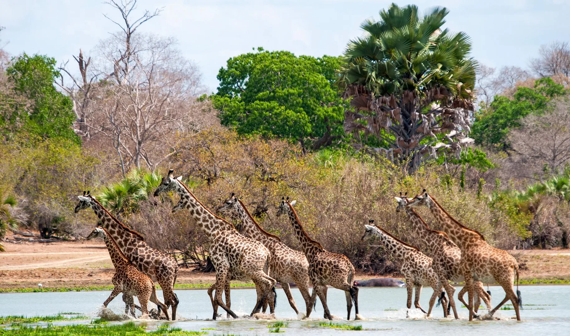 selous giraffes featured