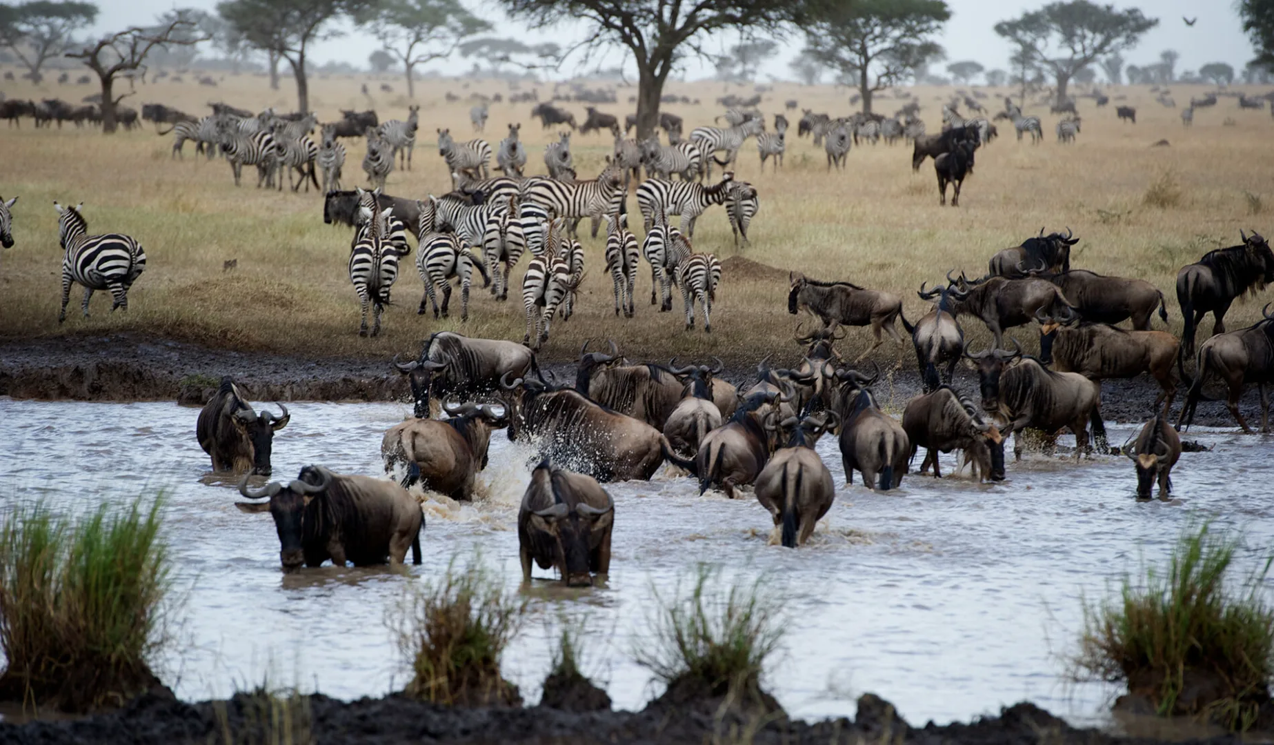 The Serengeti Signature - Ultimate Safari + Golf Experience