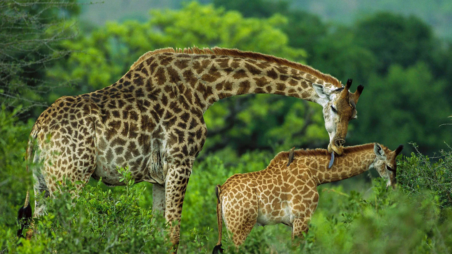 3-Day Group Joining Safari