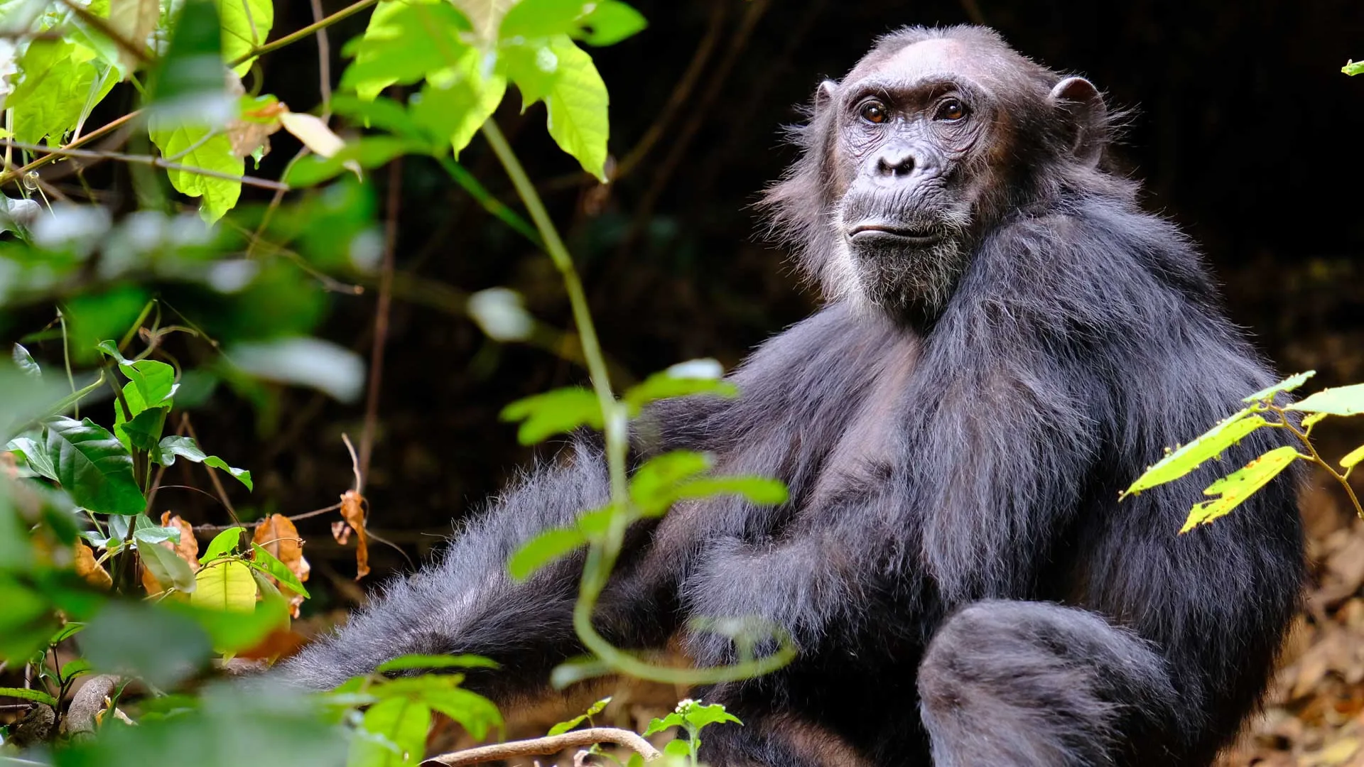 7-Day Mahale & Gombe Chimpanzee Safari