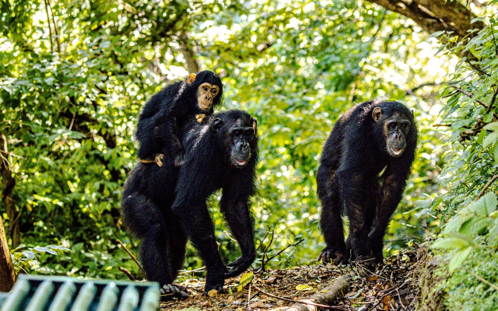 5-Day Gombe Chimpanzee Trekking