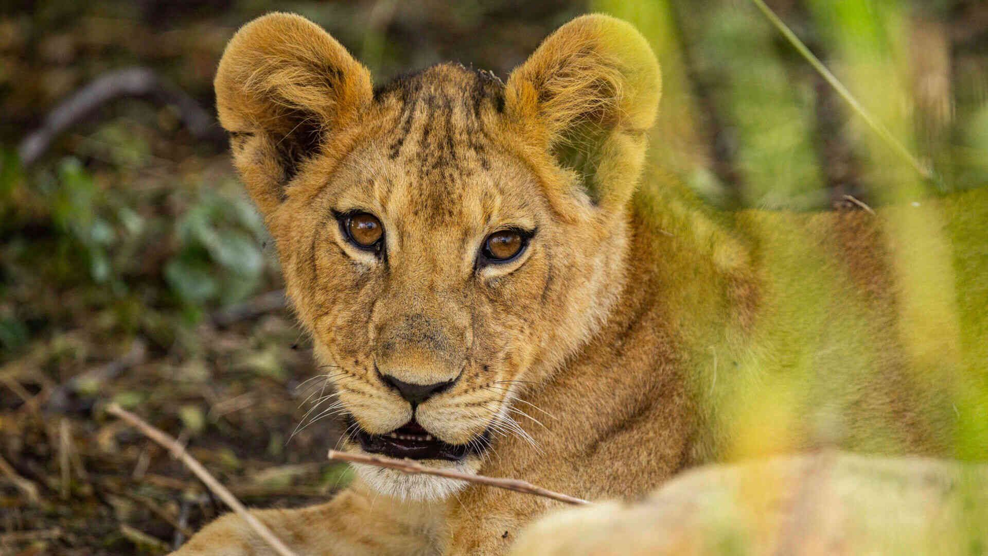 5-Day Ruaha Budget Safari