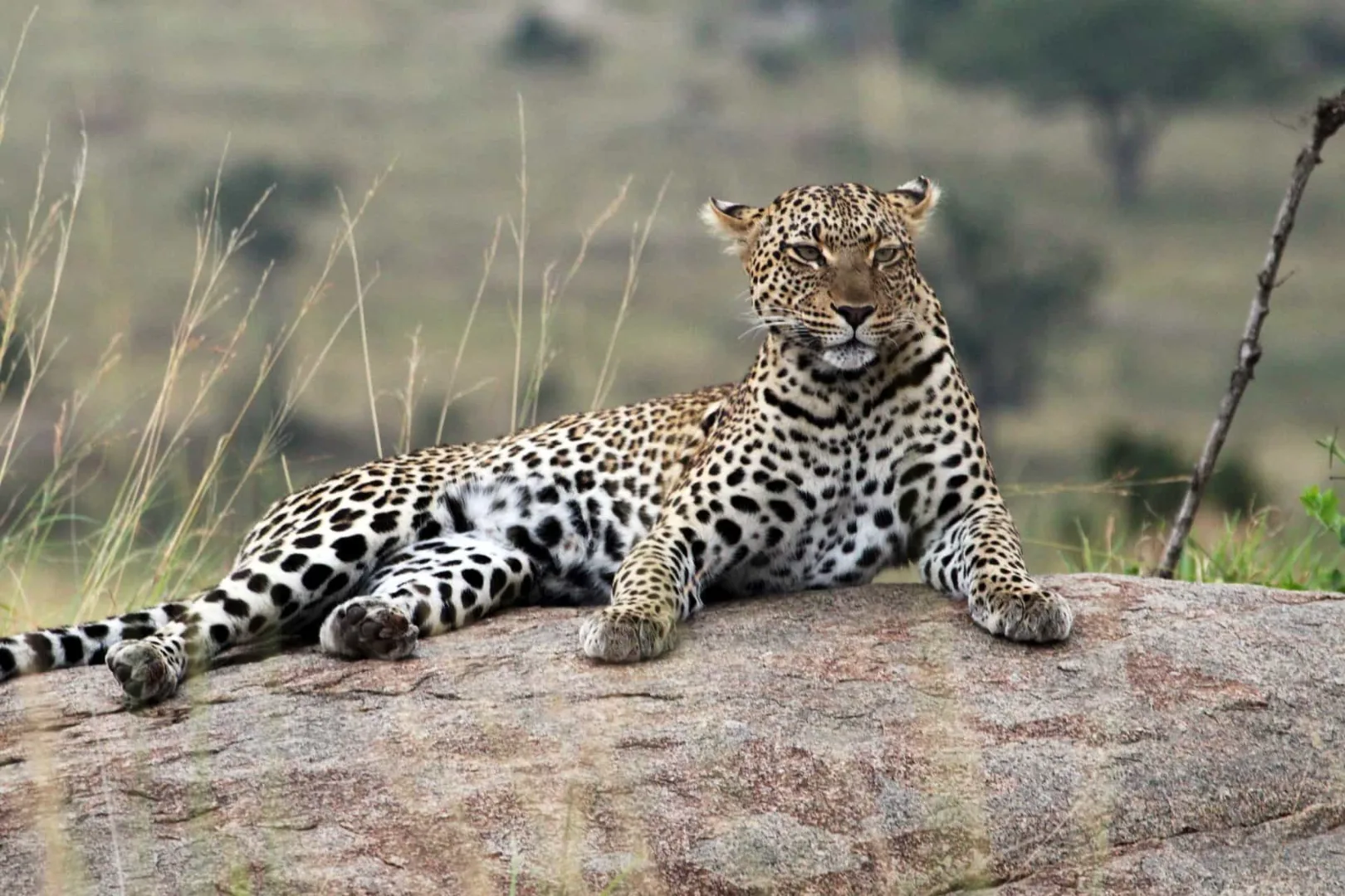 8-Day Safari & Zanzibar Beach Combo