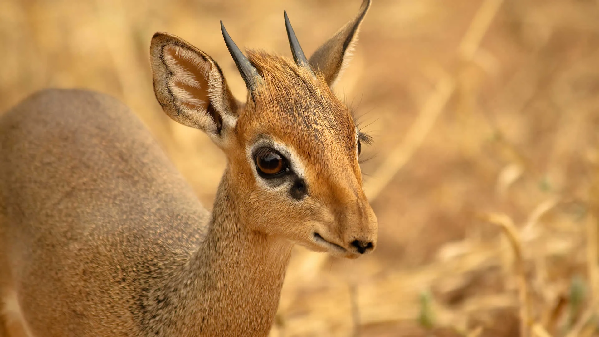 5-Day Northern Tanzania Explorer