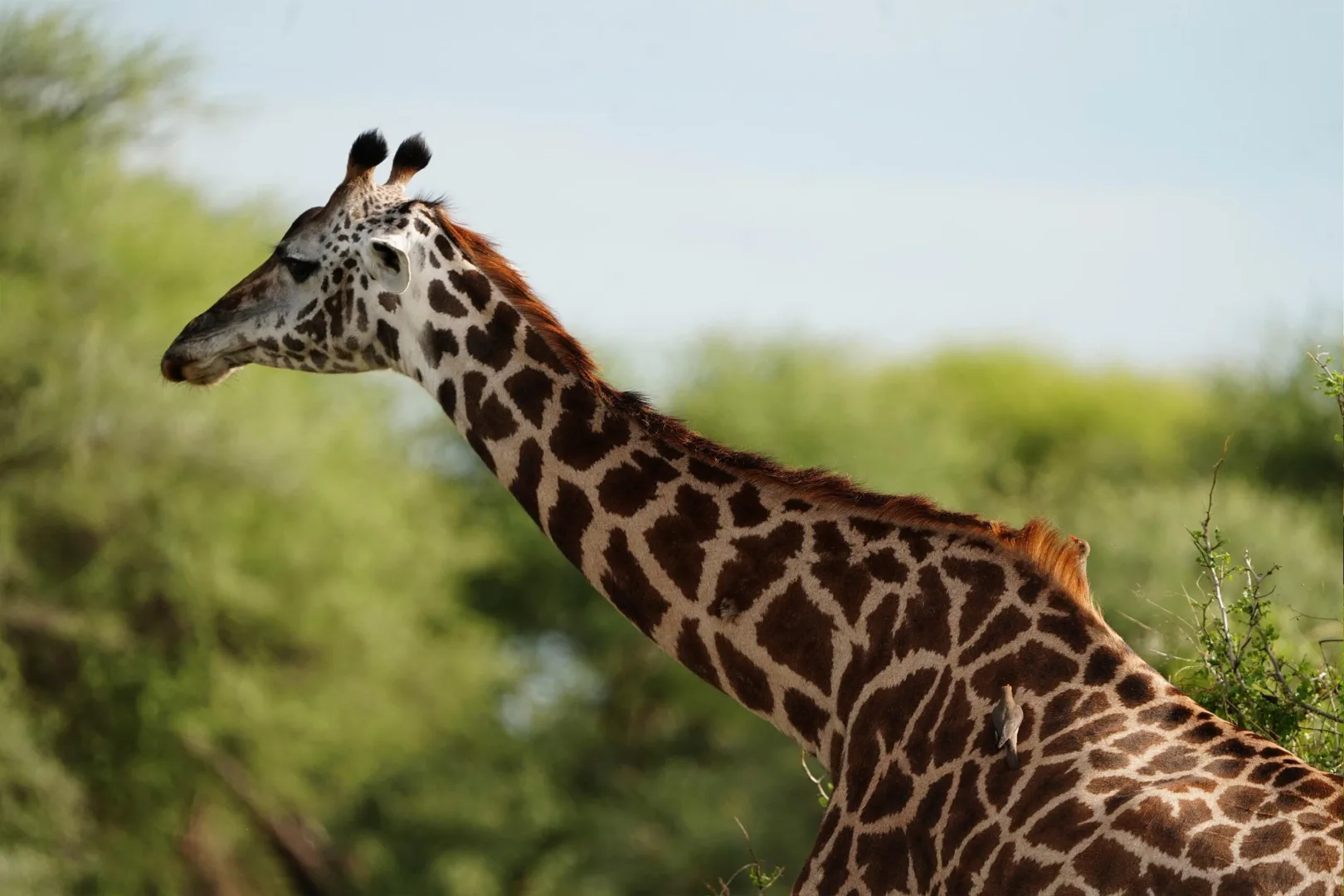 5-Day Backpacker Special Safari