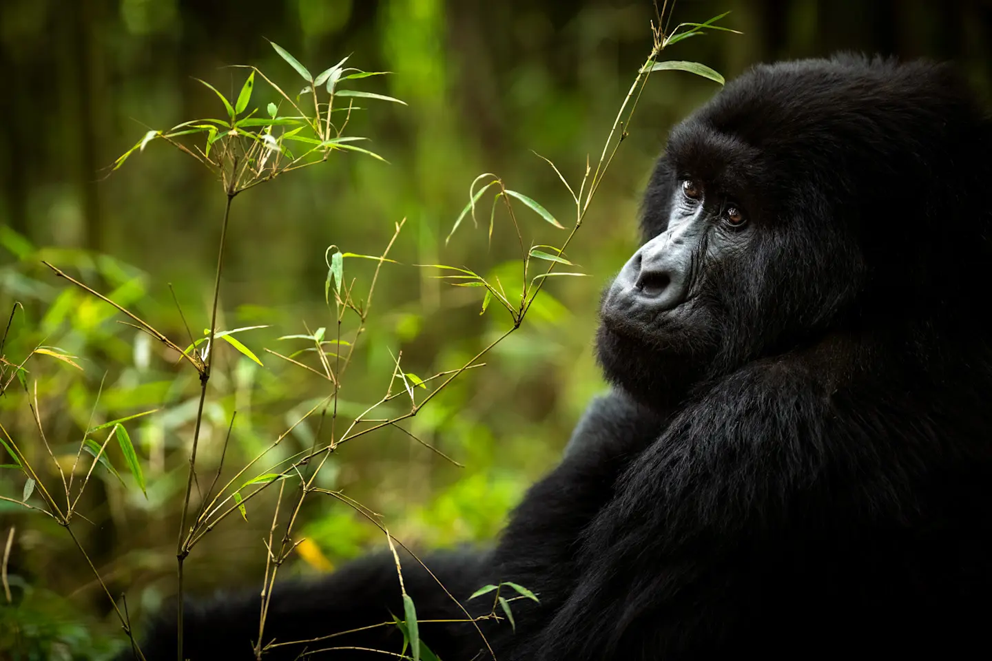 Gorilla Trekking Experience