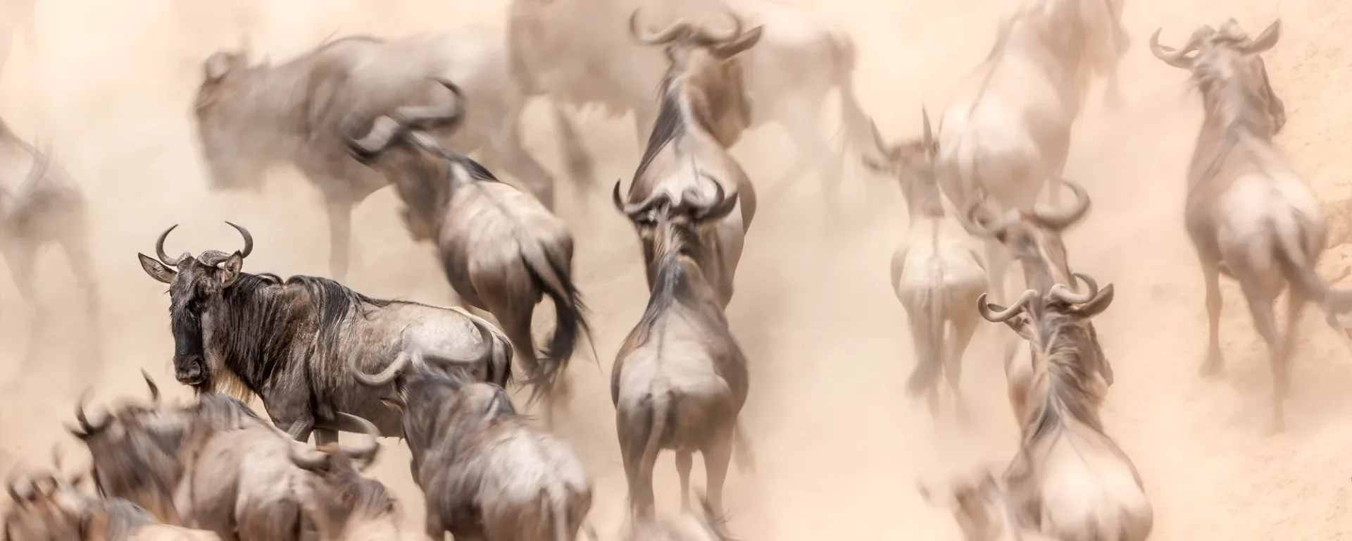4-Day Serengeti & Ngorongoro Camping Safari