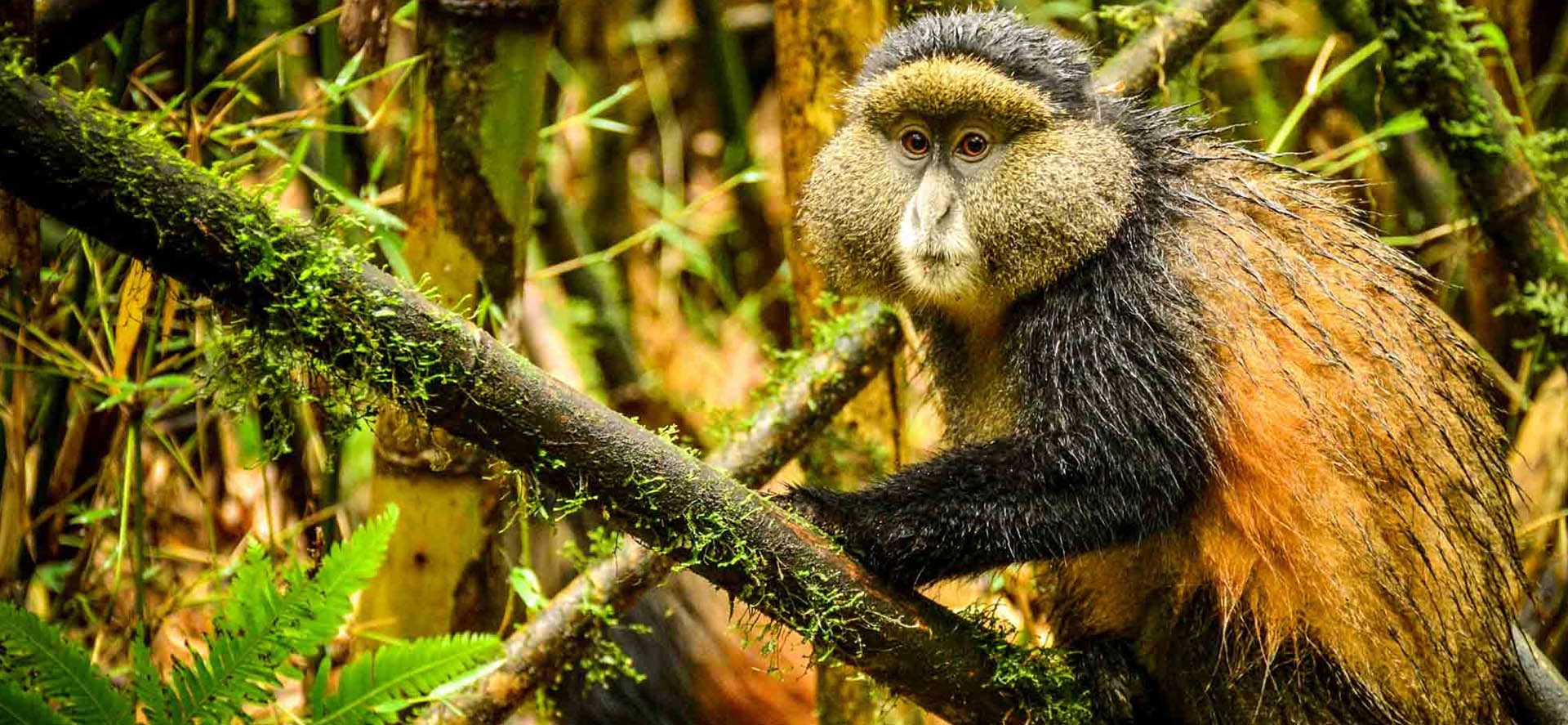 Rwanda Gorilla & Golden Monkey Trek