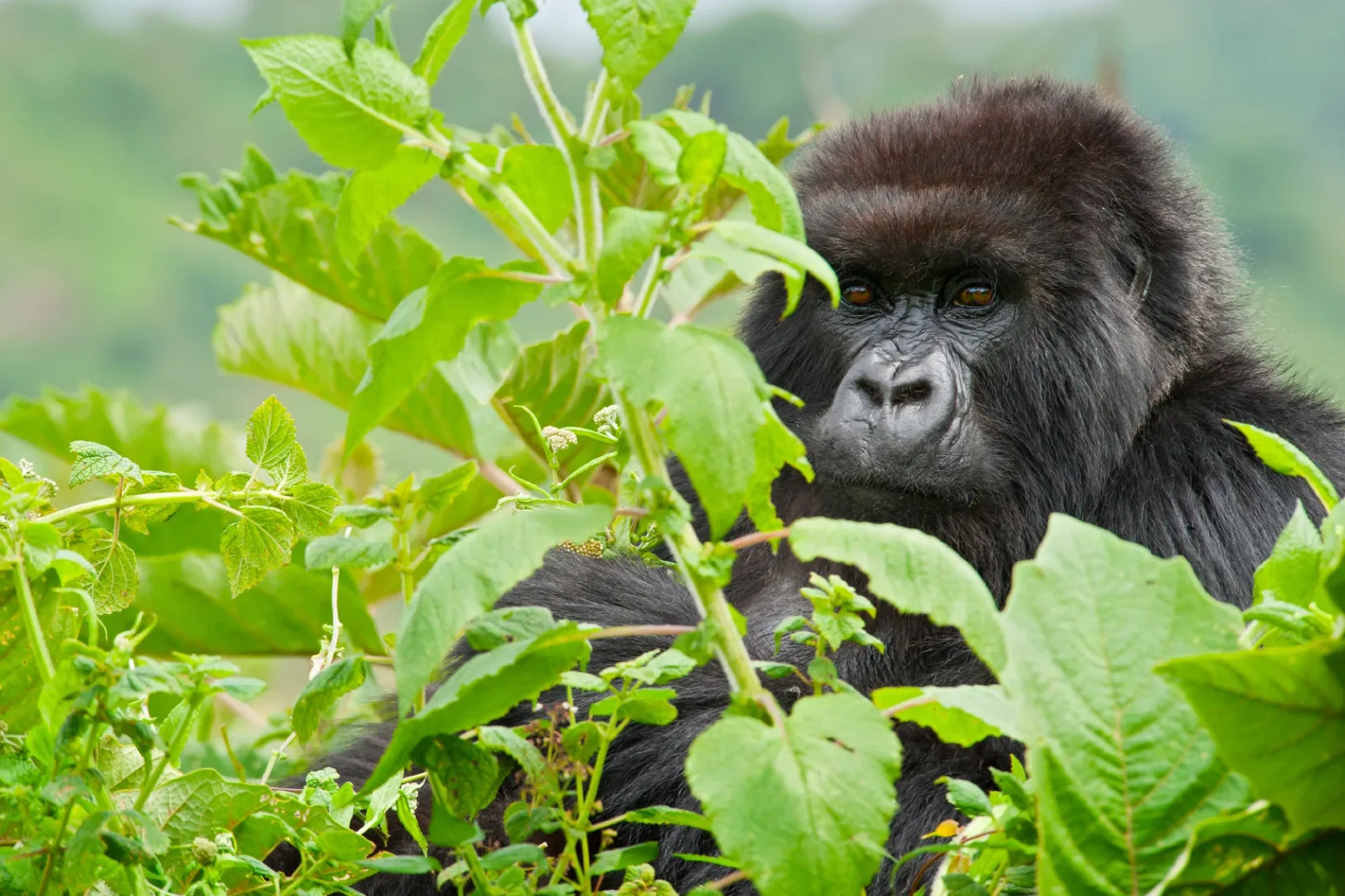 Gorillas & Savanna: Rwanda to Tanzania