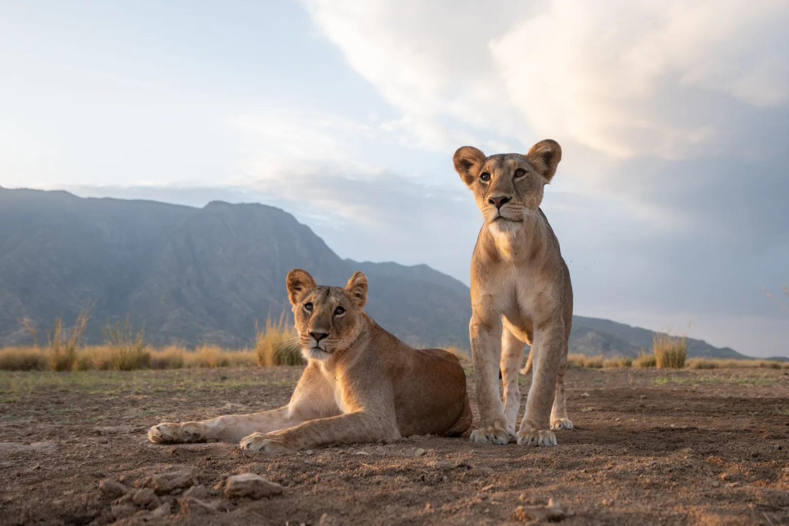 Kenya Private Conservancy Safari